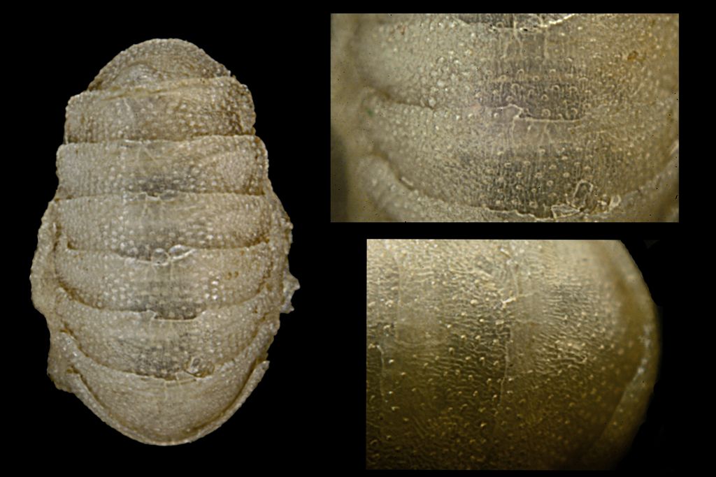 Leptochiton pepezamorai